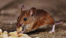 24 Hour & Emergency Exterminators in Pool, WV